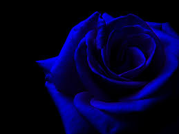 pin by nik e a poe 1 vintage on blue blue roses wallpaper blue roses blue rose meaning