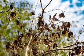 Image result for Hymenocardia