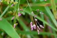 Eragrostis unioloides (Chinese lovegrass) | CABI Compendium