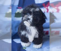 All puppies purchased or picked up in missouri are subject to missouri sales tax of 5.662% of purchase price. Puppyfinder Com Shih Poo Puppies Puppies For Sale Near Me In Wisconsin Usa Page 1 Displays 10