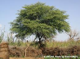 Image result for Acacia nilotica