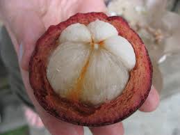Comprar frutas tropicales nunca fue tan fácil: Mangostan Wikipedia Wolna Encyklopedia