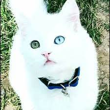 Native Unusual Cat From Van Wan Kurdistan With Two Different Eyes Colors Cats In The Zoo Turkish Angora