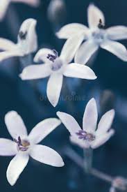 Image result for Pentanisia