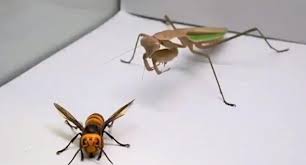 We would like to show you a description here but the site won't allow us. Video Of Praying Mantis Eating A Murder Hornet Goes Viral Because That S What We Need Right Now