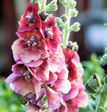 Image result for Viscum shirense