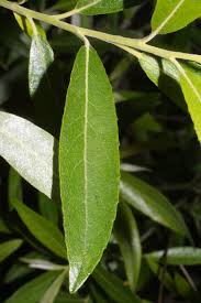 Image result for Salicaceae