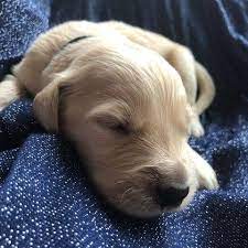 Mar 21, 2021 · since 1977 asterling goldens has been a selective breeding program in slinger wi. Akc Handsome Licorice Boy Wi Il Golden Retriever Golden Retriever Dogs And Puppies Puppies