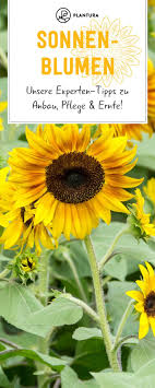 Sonnenblumen Alles Zum Pflanzen Pflegen Ernten Plantura Sonnenblumen Pflanzen Pflanzen Sonnenblumen