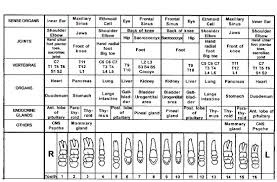 50 Methodical Teeth Chart To Organs