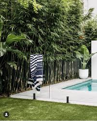 Clumping Bamboo Got Screening Landscaping Around Pool Tropical Pool Landscaping Pool Plants
