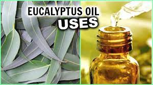 Regular use of eucalyptus oil can not only reduce hair loss but also promote hair growth by nourishing the scalp and strands with nutrients important for healthy hair. Eucalyptus Oil Uses For Hair Growth Hair Loss Breathe Better Pain Insomnia Aromatherapy Athsma Youtube