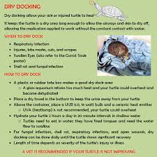 How to clean a turtle: Dry Docking Turtle Schildkrote Haustier
