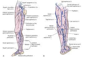 Lower Extremity Veins Anatomy Anatomy Drawing Diagram