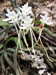 Image result for Mystacidium venosum