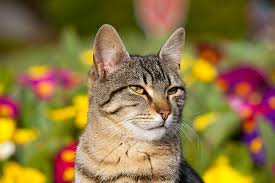 Hot spots on cats are more than itchy patches of skin. Ear Dermatitis In Cats Symptoms Causes Diagnosis Treatment Recovery Management Cost