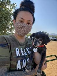 Golden cavalier mix loves new toy