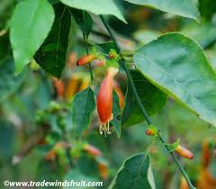 Image result for Halleria lucida