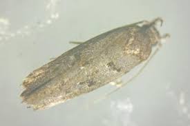 Image result for Teleiopsis diffinis