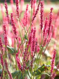 Image result for Persicaria amplexicaule