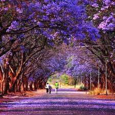 Bulawayo Zimbabwe In 2021 Beautiful Places On Earth Africa Travel Beautiful Places To Visit