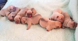 When you get a new puppy and your a newborn photographer, you just. Six Newborn Puppies Die After Stolen By Sick Robbers Who Held Knife To Pregnant Woman S Stomach