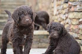 Gorgeous Newfypoo Puppies Up For Adoption Newfiedoodle Newfypoo Newfy Poodle Puppy Puppies Newfypoopuppies F1 Poodle Mix Dogs Puppies Puppies For Sale