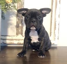 Shipped worldwide with 10 year health guarantee. Bella French Bulldog Puppy 625089 Puppyspot