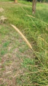 Image result for Setaria sphacelata
