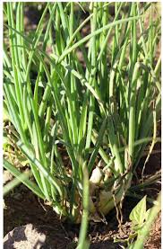 Image result for Pycnostachys ruandensis