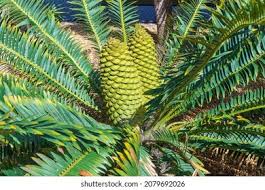 Image result for Encephalartos chimanimaniensis