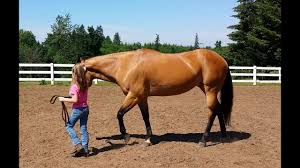 We specialize in the sales and breeding of quality buckskin and dun american quarter horses in dewey, arizona. Buckskin Quarter Horse Sale Vtwctr