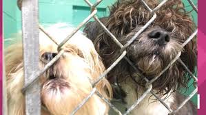 Maybe you would like to learn more about one of these? Adoption Lottery Planned After 22 Shih Tzu Dogs Rescued From Greensboro Home During Police Search Wfmynews2 Com