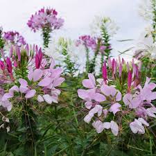 Image result for Cleome