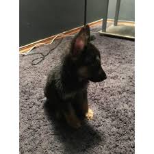 The problem with puppy mills and backyard breeders a good german shepherd breeder or any breeder will not say cash only! Akc Registered German Shepherd Puppy Champion Bloodline In Cleveland Ohio Puppies For Sale Near Me