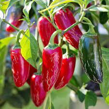 Organic and heirloom seeds in south africa. Jalapeno Chili Variety Chili Plant Com