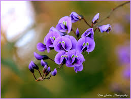 Image result for Hardenbergia comptoniana