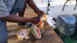 The second tub should have ¼ cups of salt. How To Clean Conch Youtube