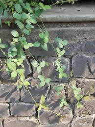 Image result for Desmodium scorpiurus