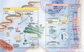 4 32 Cellular Structures And Their Functions Plasma Membrane Organelles Mcat Study