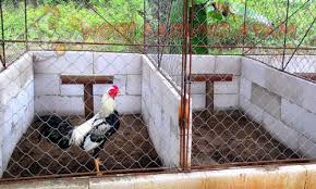 Model kandang sangat beragam, namun pada dasarnya bisa dikelompokan menjadi dua tipe dasar; Cara Membuat Dan Ukuran Kandang Ayam Bangkok