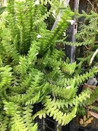 Image result for Eggelingia clavata