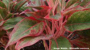 The propagation of this plant is done using seeds by entering your email address you agree to receive a daily email newsletter from plant care today. Aglaonema Siam Aurora Red Aglaonema Care And Growing Guide