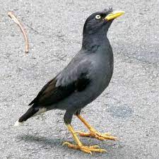 Kumpulan suara jalak kebo memang berbeda dengan kicauan burung yang lain. 200 Gambar Burung Jalak Kebo Hd Paling Keren Gambar Id