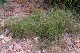 Jenis gulma golongan rumput (grasses) seperti : Cynodon Dactylon Tropical Forages