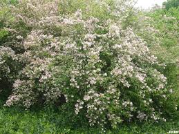 Image result for Kolkwitzia amabilis