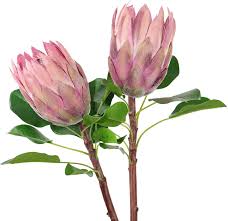 Keep your artificial wedding flowers forever, reuse them in your home decor, and forget about allergies. Buy Rinlong 2pcs Artificial Protea Tropical Flowers Fake King Protea Silk Flower For Wedding Bridal Bouquet Home Kitchen Flower Arrangements Decor Online In Hong Kong B091sss6hb