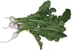 May 24, 2021 · turnip care. 10 Turnip Greens Nutrition Facts And Health Benefits