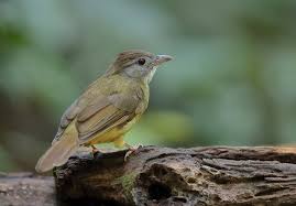 Cara Merawat Anakan Cucak Jenggot Supaya Lebih Sehat Sebenarnya burung bertubuh mungil ini merupakan burung yang dilindungi pemerintah, tapi saat ini yang kedua dari jenis burung kancilan dan populer memiliki suara nyaring adalah burung kancilan emas.