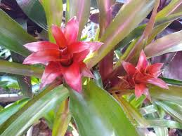 Image result for Cola mossambicensis